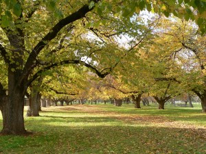 A Open woodland environment of the Adelaide parklands