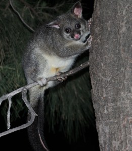 A possum's yellow fur shows where its pouch is situated