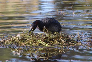 Australian Grebe building nest