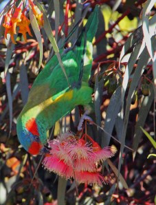 Musk Lorikeet feeding on coral gum blossoms
