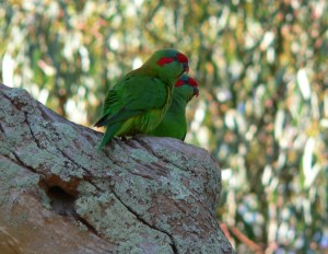 Pair of Musk Lorikeets