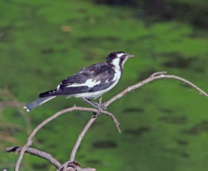 A Mudlark perches on a branch watching for insects