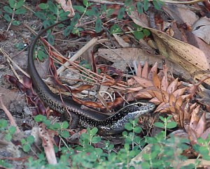 A water skink freezes in the undergrowth near the river bank