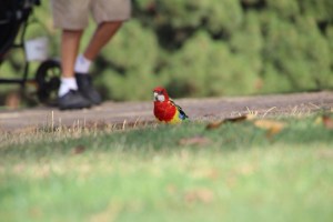 An Adelaide rosella nonchalently feeds on seeds as a golfer strolls past