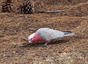Galah searching for seeds amongst leaf litter below pine trees 2