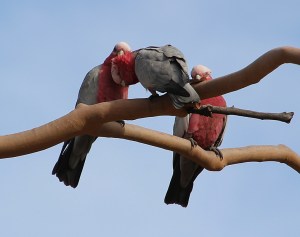 Galahs socialising after flying into a Eucalyptus tree