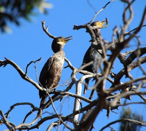 Great Cormorants roosting in trees overhanging the Torrens Lake