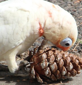 Little Corella demolishing a pine cone