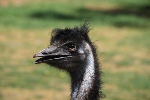 A Emu bad hair day