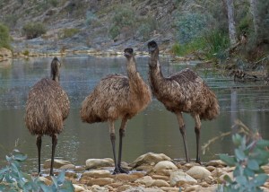 D Group of Emus at waterhole in the evening