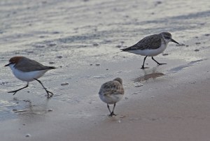 D Mixed group of waders foraging between waves red