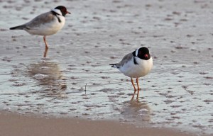 E Hooded Plovers red