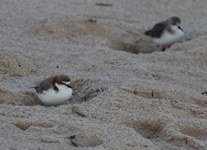 F Red Capped Dotterels bedding down for the night red