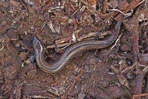 AAgarden skink amongst bark and leaf itter