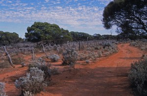 AB Bush track and old sheep fencing near Whyalla