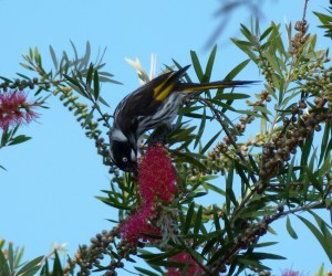 AB New holland honeyeater feeding in bottlebrush