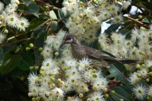 AC Young wattle bird feeding in eucalyptus tree