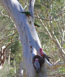 A A pair of rainbows watching galahs at nest site
