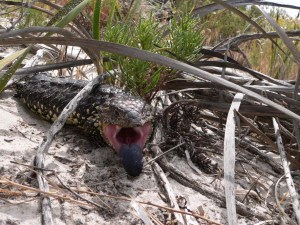 AD Sleepy or shingleback lizard amongst Coorong dunes