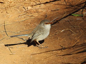AH Female blue wren