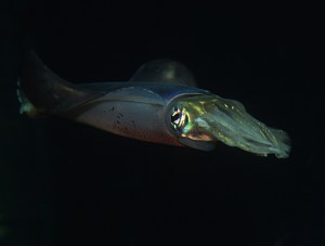 A squid at nightshowing irridescence