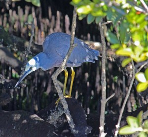 AA Whitefaced heron hunting deep in the mangroves