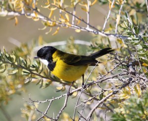 AC Golden whistler in thorny bushes on the edge of the mangroves