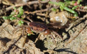 AD Mangrove crab in samphire at the edge of the mudflat