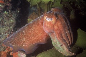 B large cuttlefish amongst brown algae