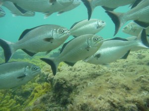 BB Silver drummer schooling at the end of the rocky peninsular