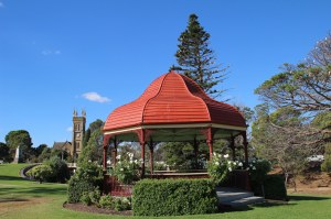 Like a flurry of snow Corellas perch in the trees they are feeding on showing bare branches