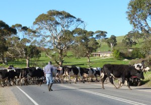 E farmer and dog taking dairy herd across the road near Rapid Bay
