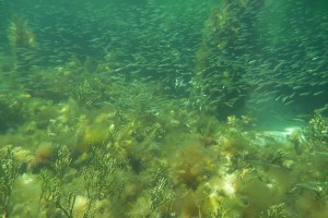 A school of baitfish congregate below the jetty