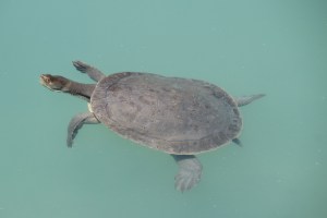 AF Turtle basking on the surface