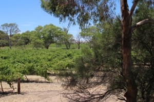 AG Open bushland and vines