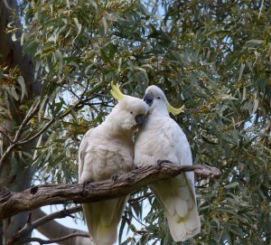 E A pair of affectionate sulphur crests