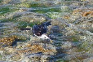 Pied cormorant hunting amongst the shallow rock pools