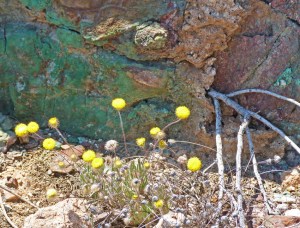 throughout the old quarry the rocks are stll tinged with the coper ore
