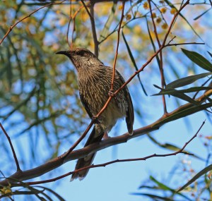 little wattlebird
