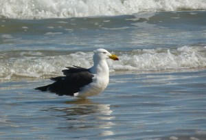 pacific gull 3