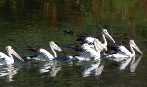 Pelican feeding as a group
