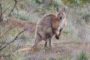 a Euro or hill kangaroo watches the watchers near the track