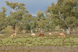 e Wild horses grazing near a creekline