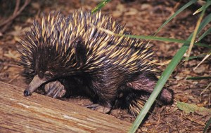 F Echidna foraging