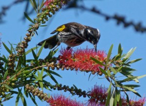 2 New Holland honeyeater probing bottle brush flowers for nectar