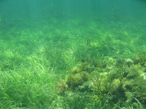 2 Seagrass meadows