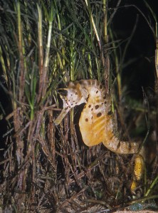 3 Big bellied seahorse