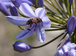 3 Honeybee feeding on a blue agapanthus