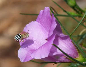 4 Banded blue bee hovering in front of native hibiscus 2