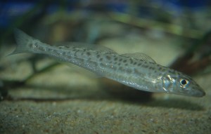 4 Juvenile King George whiting